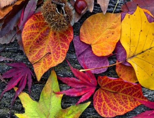 Festa d’autunno